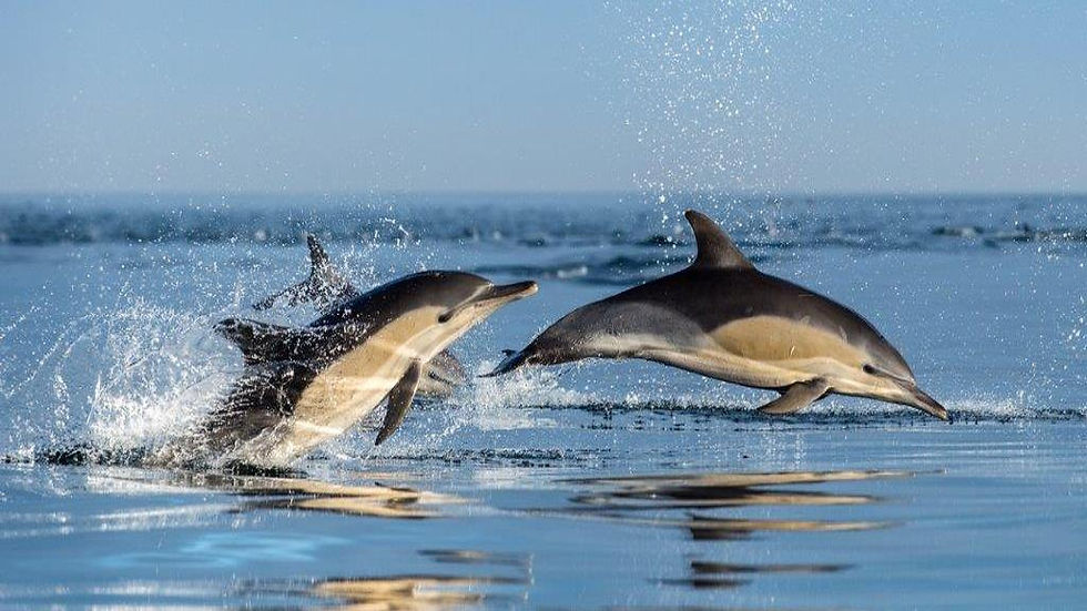 Thumbnail: Marine Wildlife Cruise and Cape Town City - Full-Day Small Group Tour