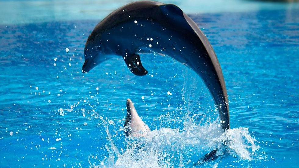 Thumbnail: Dolphin show & Swimming with dolphin