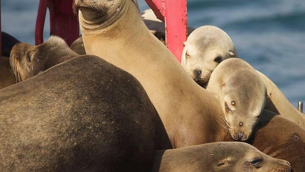 Thumbnail: San Pedro Harbor Cruise – A 45-Minute Guided Adventure