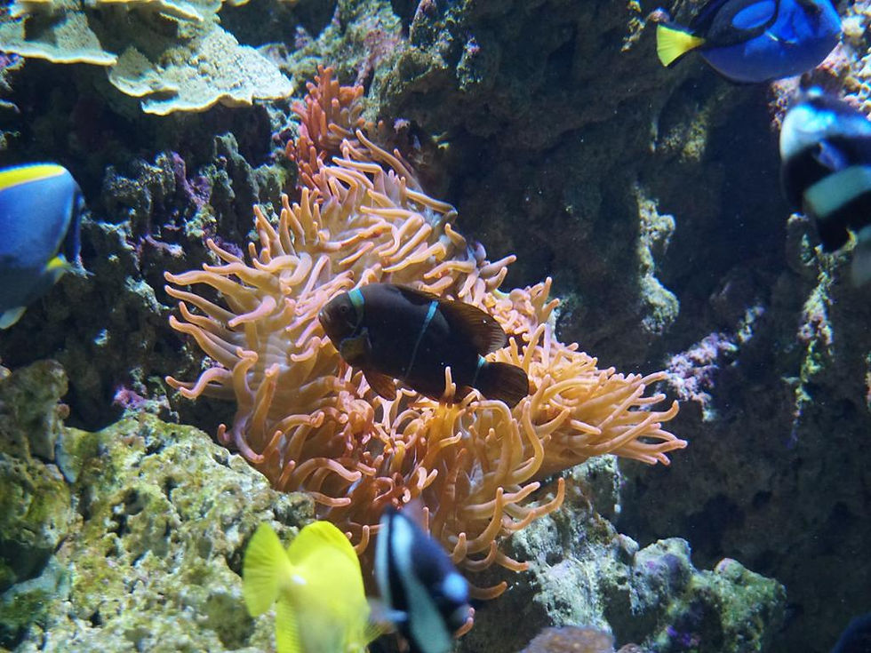 Thumbnail: Seville Aquarium