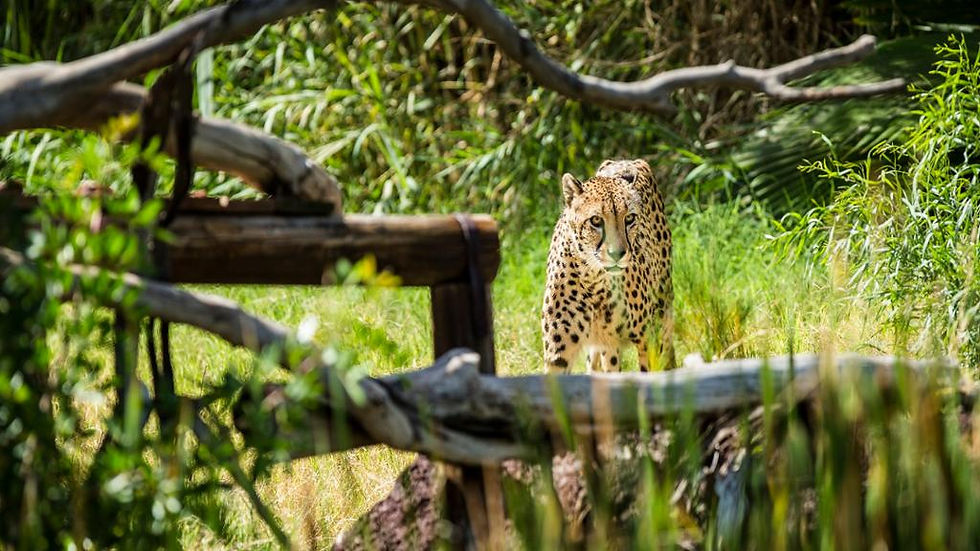 Thumbnail: Oasis Wildlife Fuerteventura - Admission