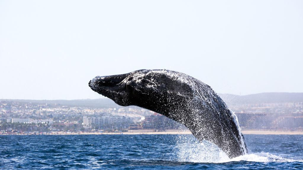 Whale Watching Adventure