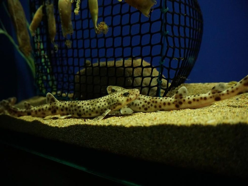 Thumbnail: Seville Aquarium