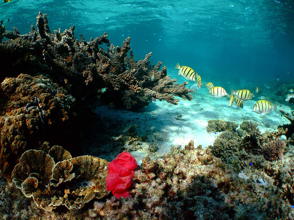 Thumbnail: Roqueta Island Snorkelling Tour