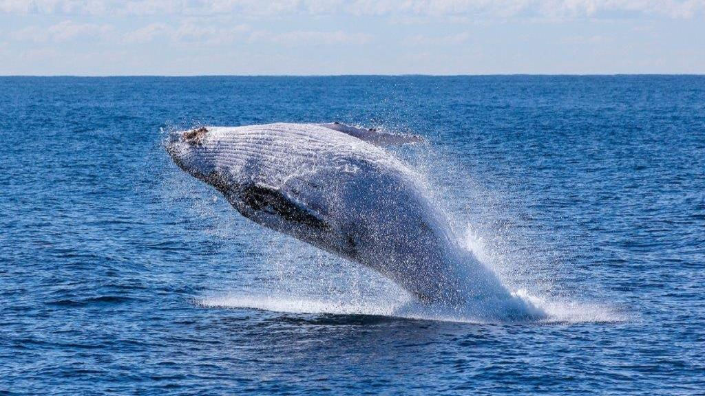 Whale Route - Full-Day Tour