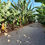 Thumbnail: Visit Banana Museum with Tasting