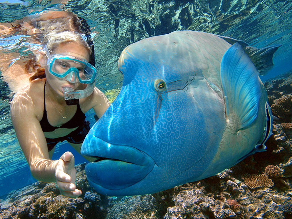 Marine World Great Barrier Reef Cruise