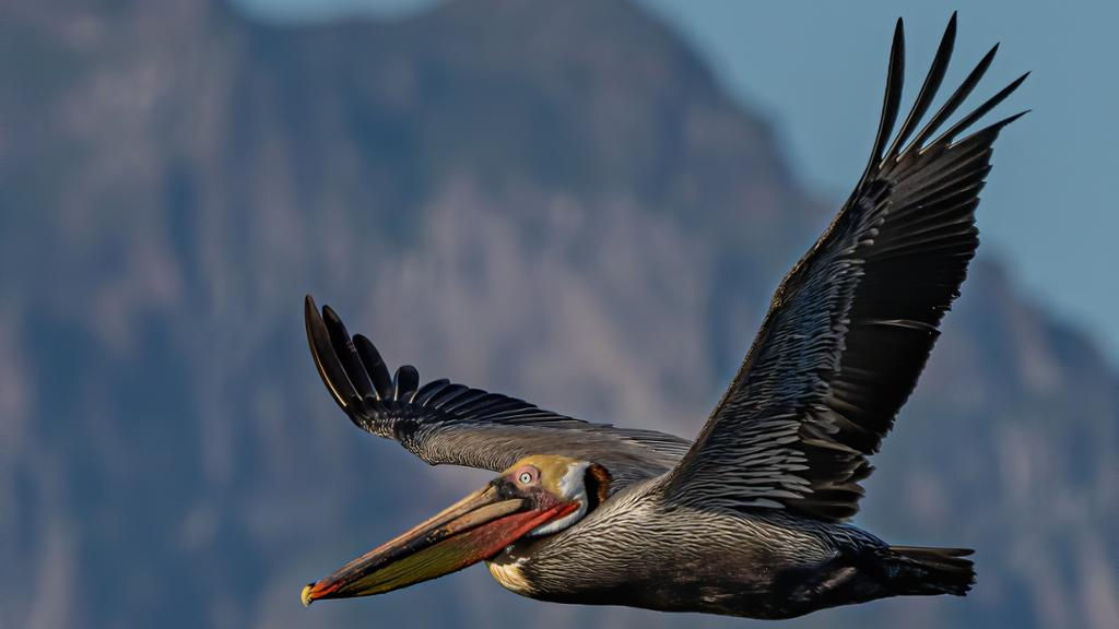 Todos Santos Bird Watching Tour