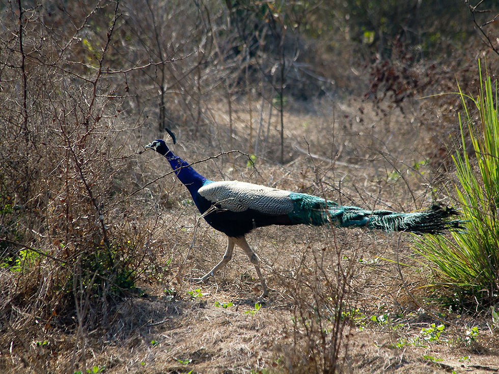 Thumbnail: Excursion to Bharatpur (54 Kms) - Private Tour