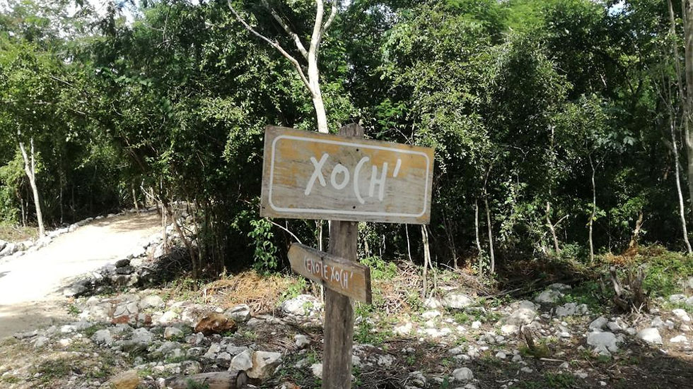 Thumbnail: Cenotes Cuzamá Tour