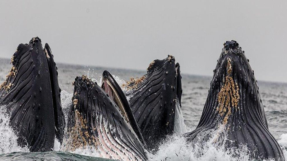 Thumbnail: Whale Route - Full-Day Tour
