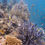 Thumbnail: Fitzroy Island Return Transfers - Half-Day Tour