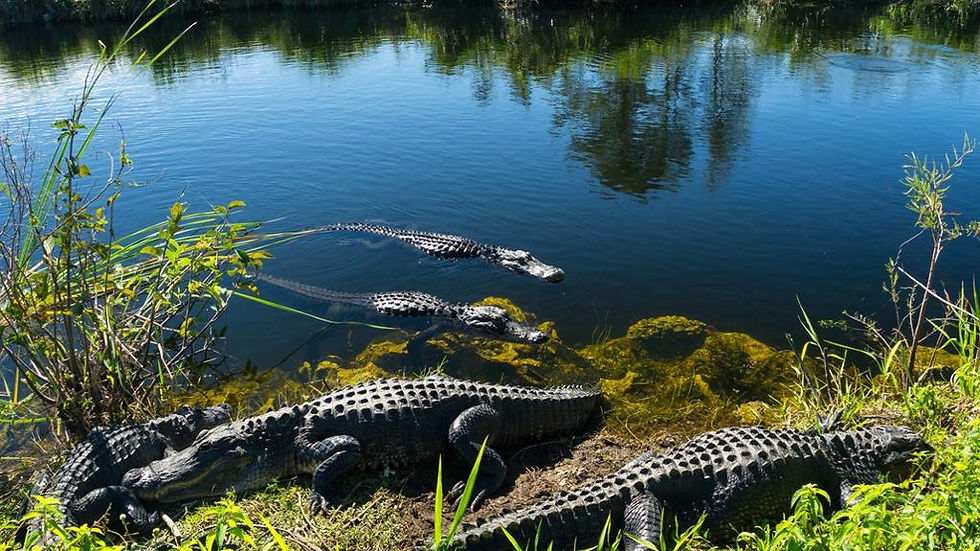Thumbnail: Everglades Admission ticket - Sawgrass Recreation Park