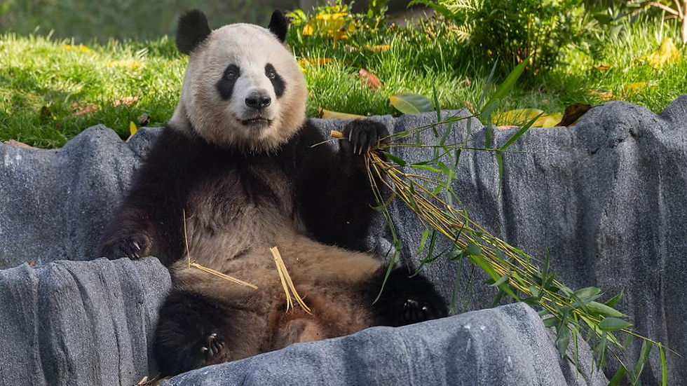 Thumbnail: San Diego Zoo and San Diego Safari Park - 2 visits COMBO