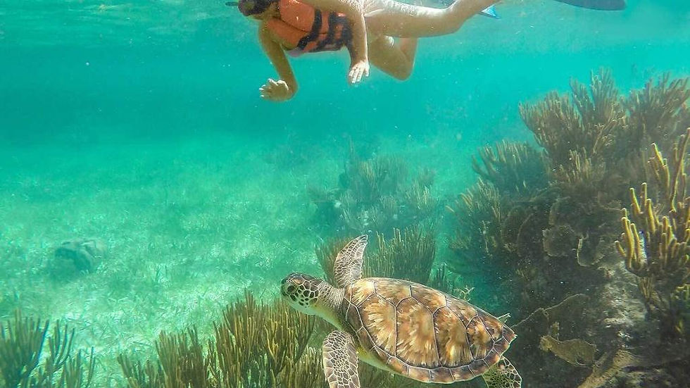 Snorkeling Adventure in Puerto Morelos + Lunch + Shopping Tour with Transportati