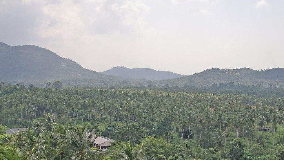 Thumbnail: Jeep Jungle Safari