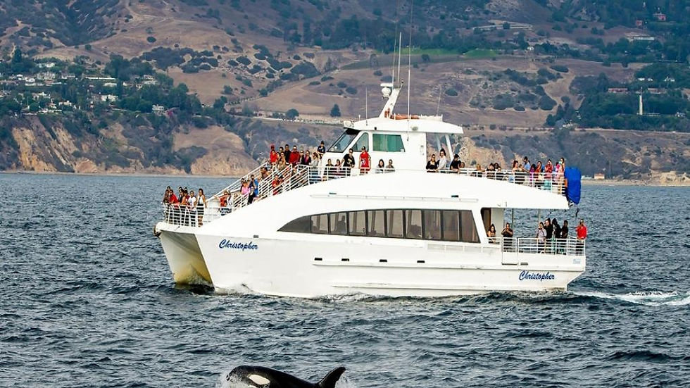Thumbnail: Long Beach Whale Watching Experience