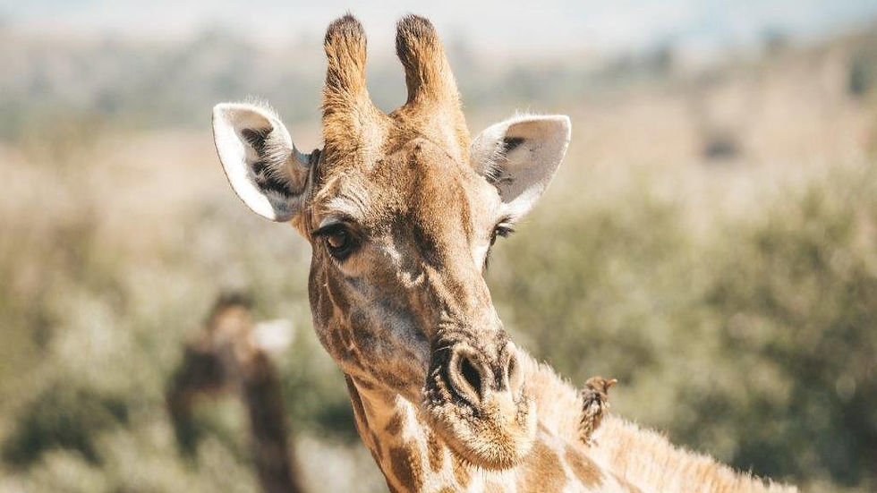 Thumbnail: Discover Sun City and Pilanesberg Nature Reserve Safari - Full-Day Tour