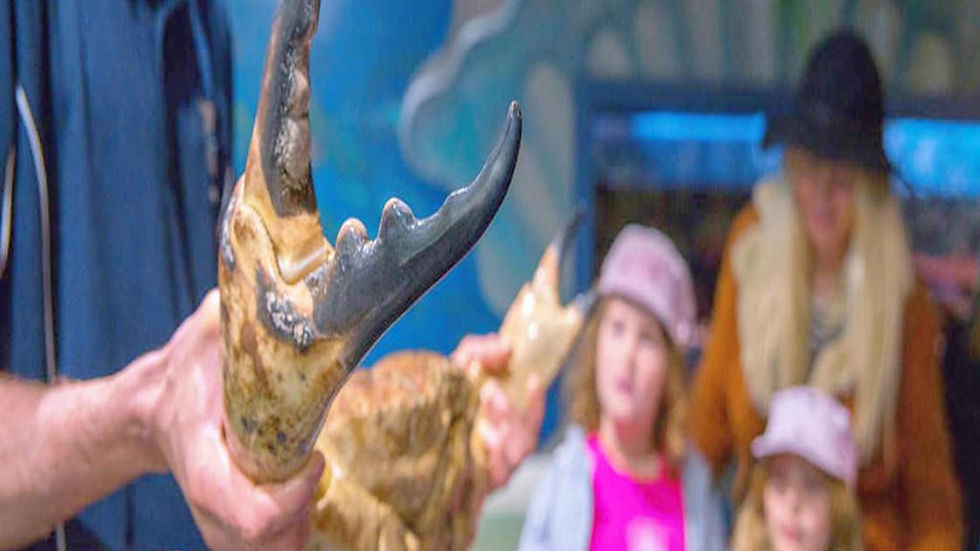 Thumbnail: Seahorse World Guided Tour