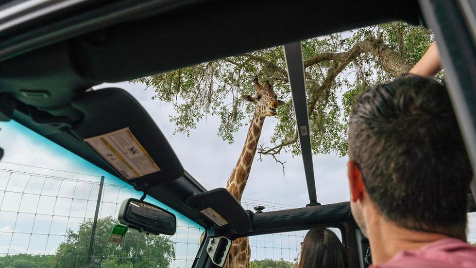 Thumbnail: Wild Florida Drive-thru Wildlife Safari Park 