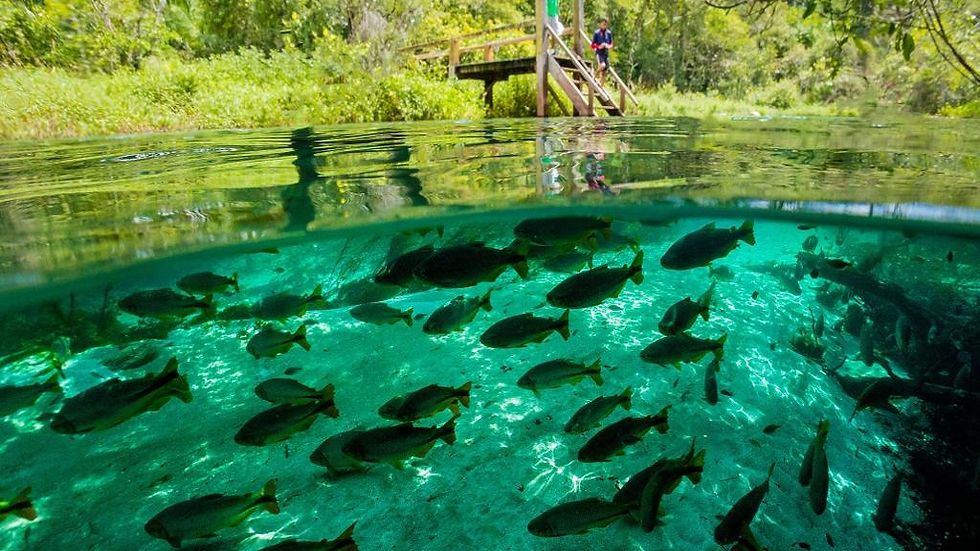 Thumbnail: Rio Sucuri Snorkelling Experience