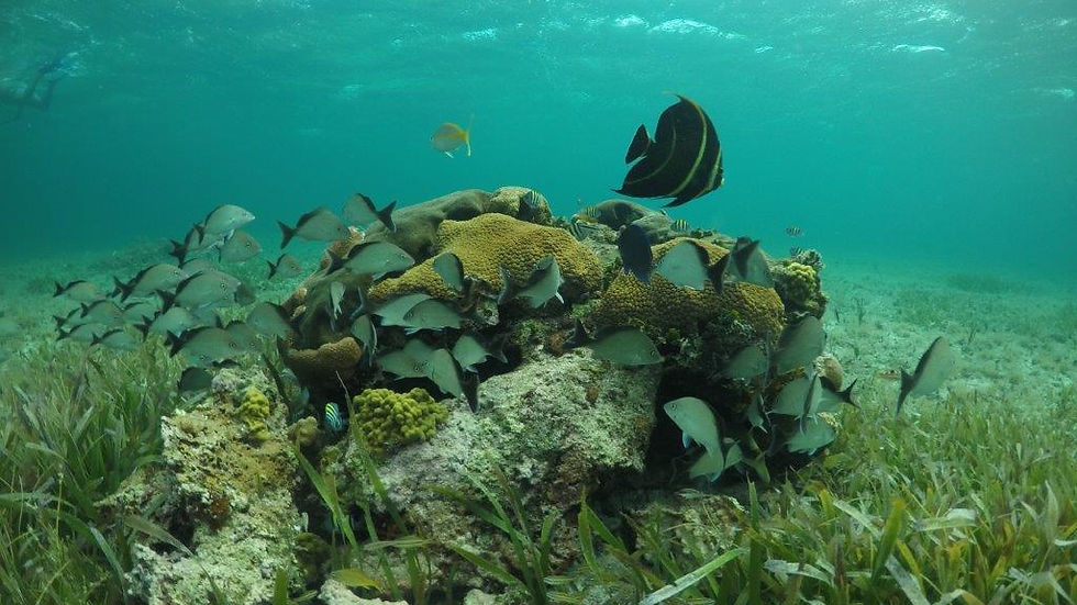 Thumbnail:  Explore the Island of Cozumel and El Cielo - Private Full-Day Tour