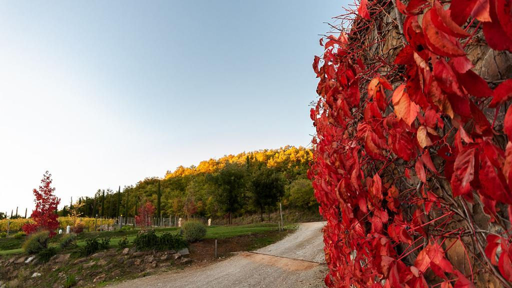 Chianti Vineyard with Wine Sensory Experience and Wine Tasting Dinner - Private