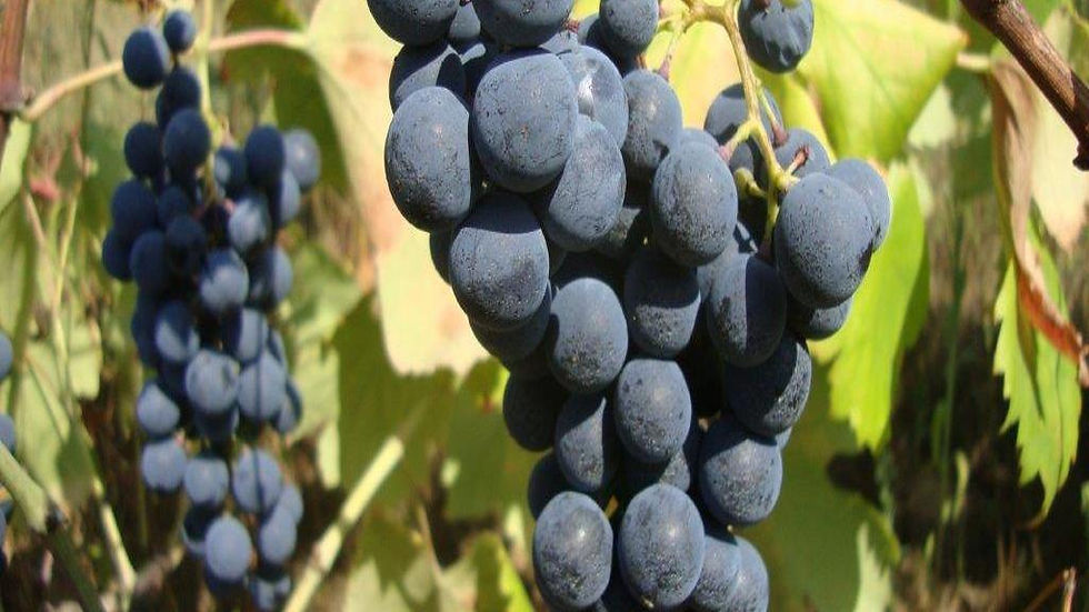 Thumbnail: Douro Valley Tour by Van