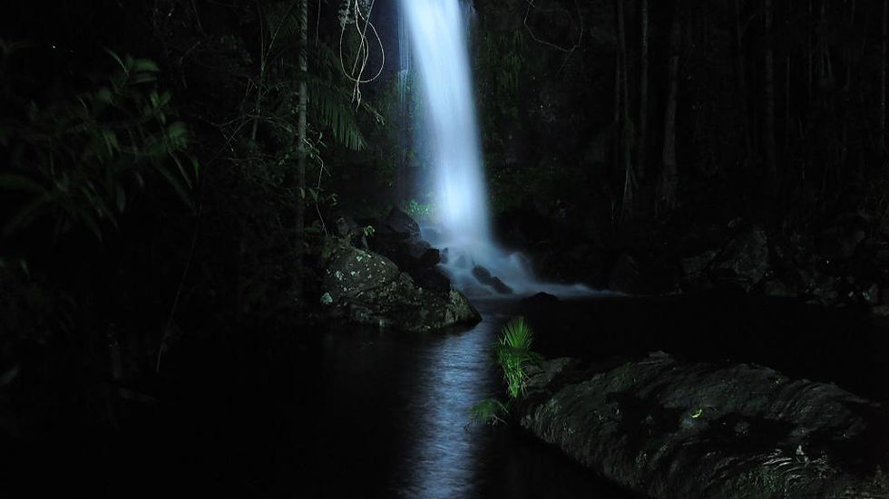 Thumbnail: Nocturnal Rainforest and Glow Worm Tour