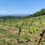 Thumbnail: Wine Experience in Chianti Hills and Radda in Chianti