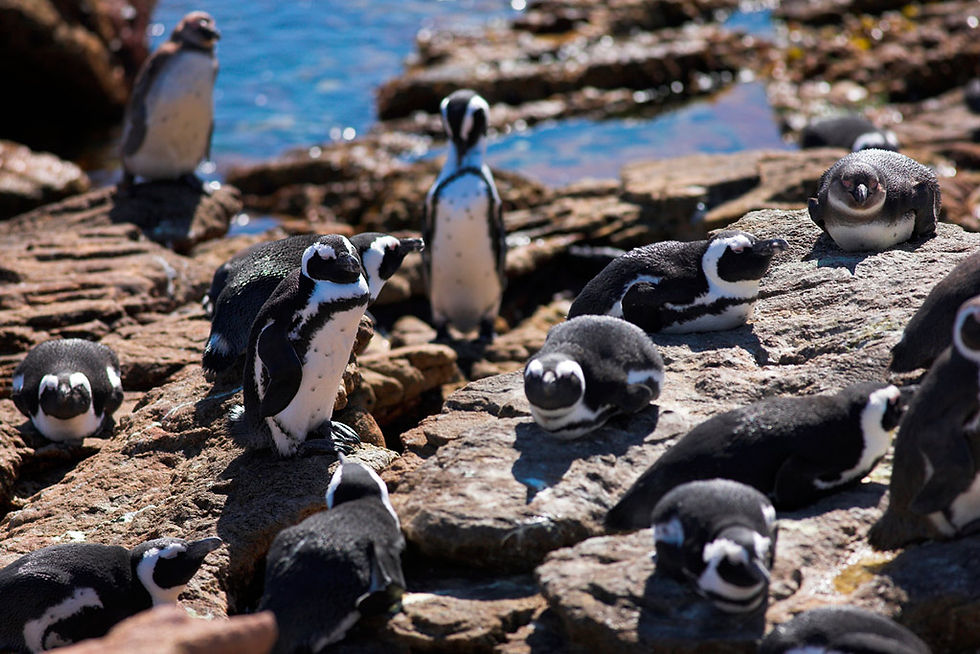 Thumbnail: Full Day Hermanus Tour