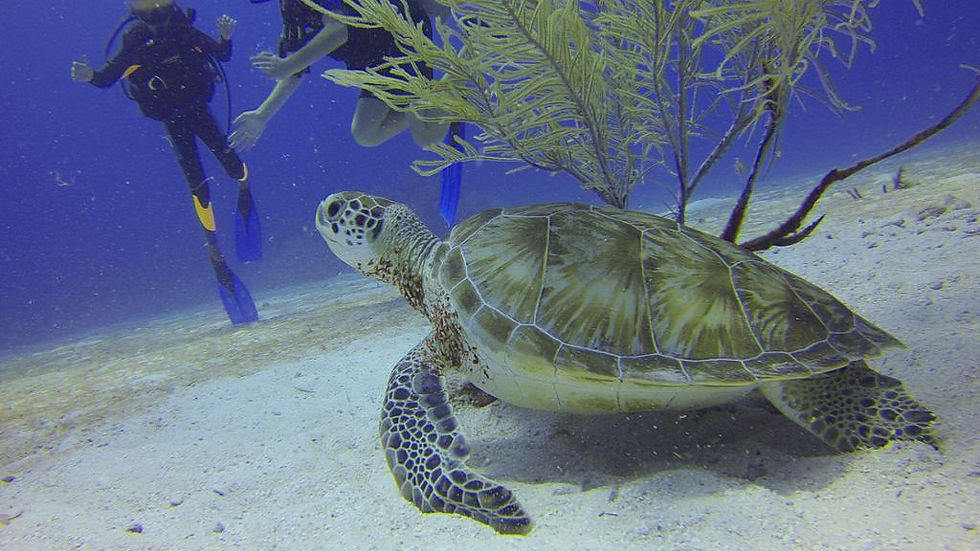 Thumbnail: Scuba Diving Experience - 2 Dives