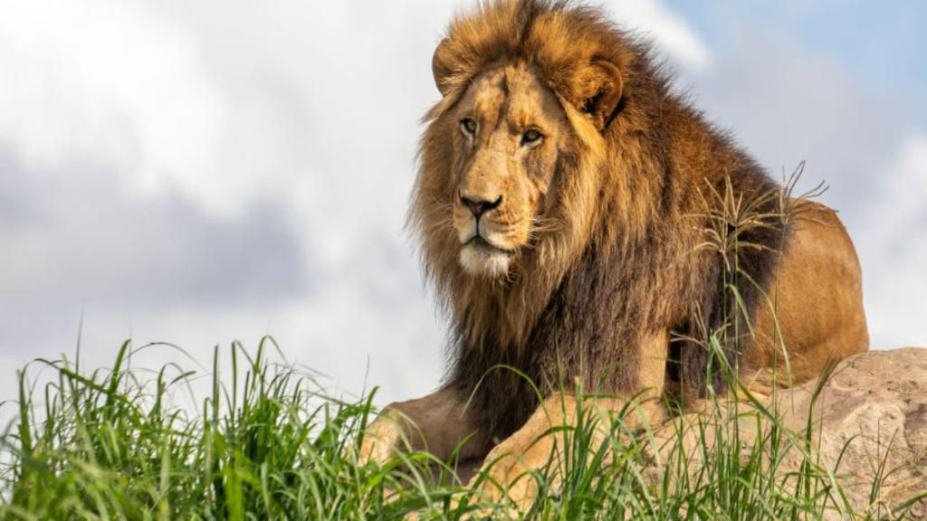 Sydney Zoo General Admission