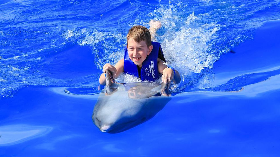 Thumbnail: Dolphin Adventure