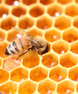 abeille, miel naturel, laurentides, apiculture