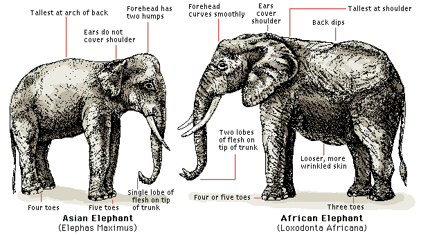 asian vs african variation.gif