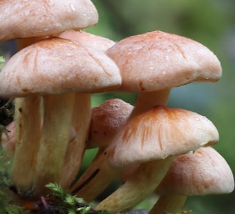 mushies.png
