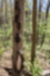 rrwc_treebark_12.jpg