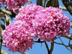CHICALA ROSADO