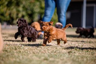 The Tamaruke Puppy Conditioning Program