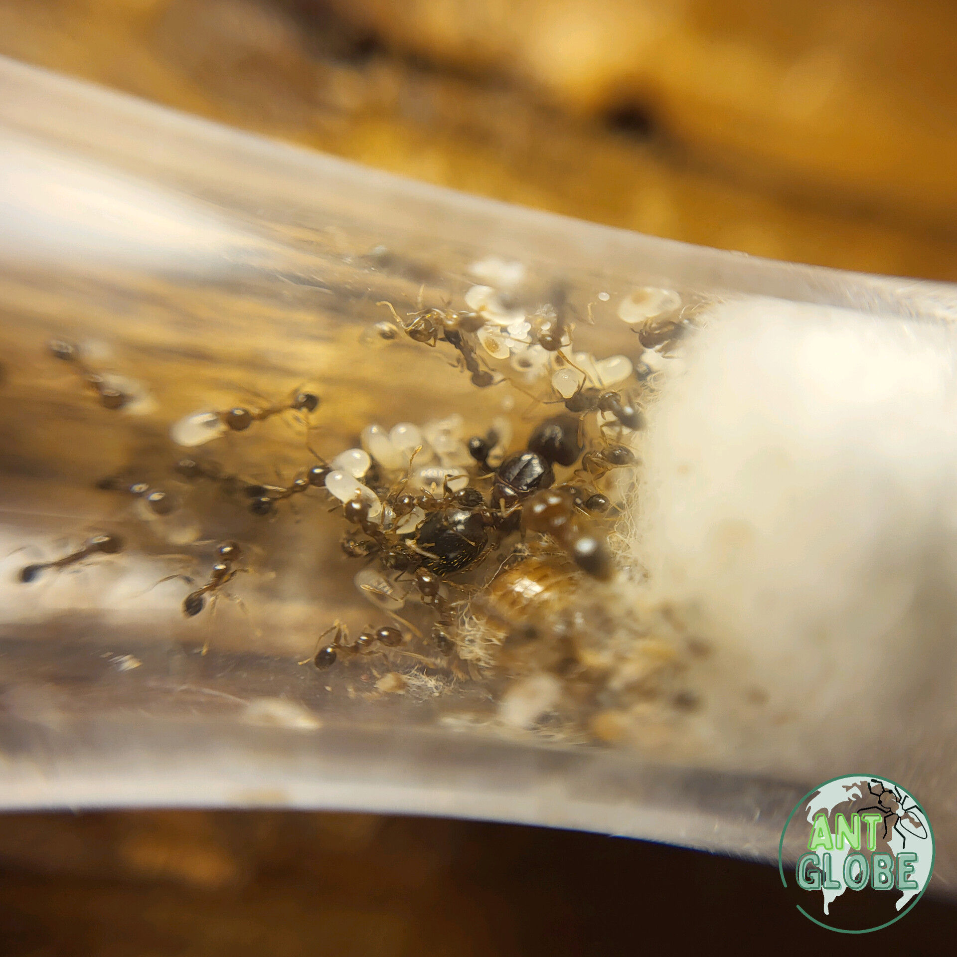 Pheidole megacephala