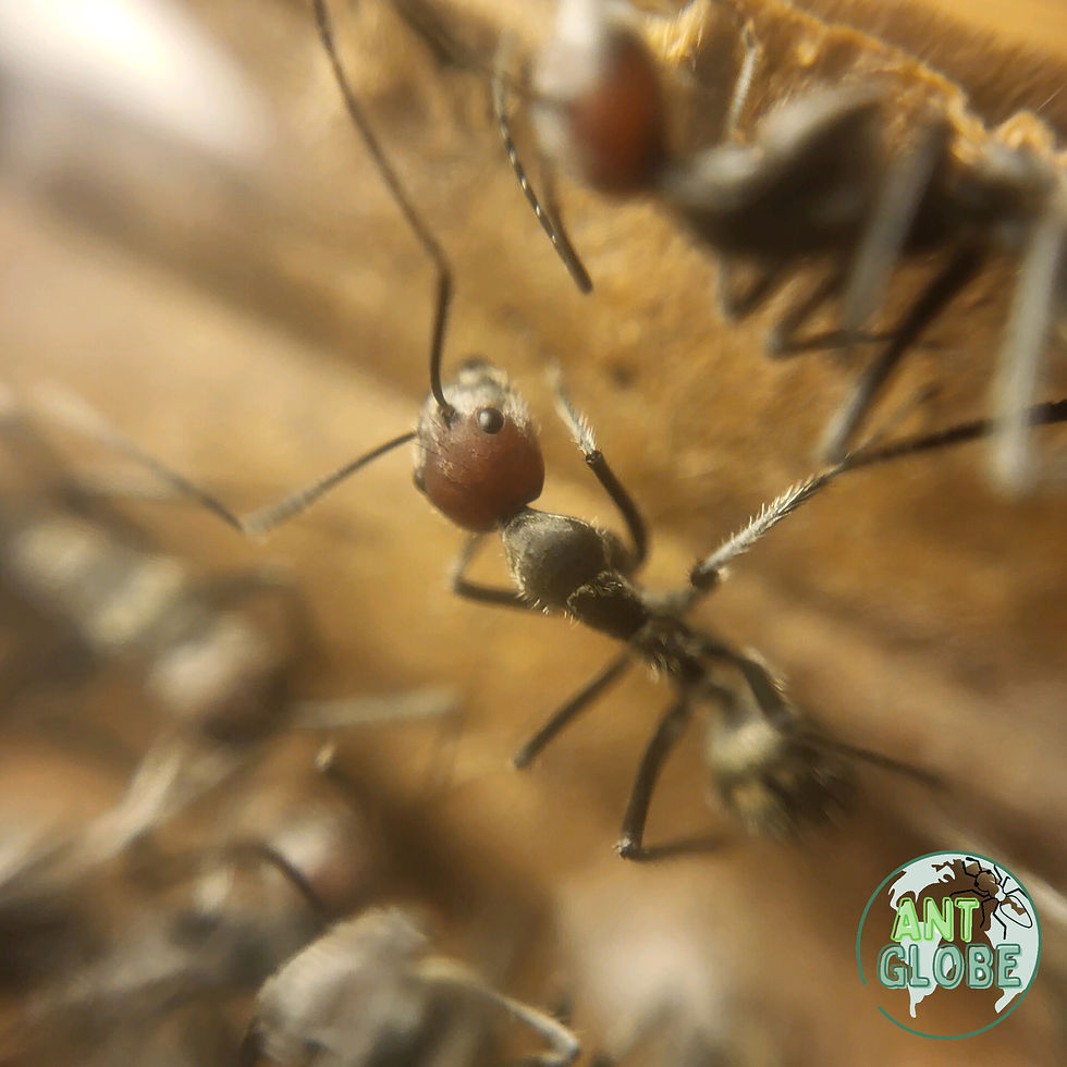 Camponotus singularis