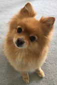 Vivian