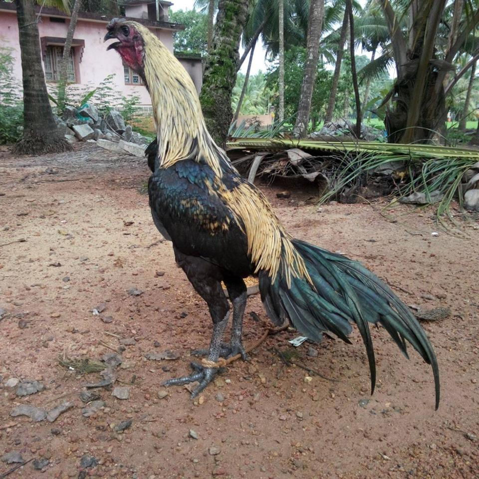 Fighter- cock
