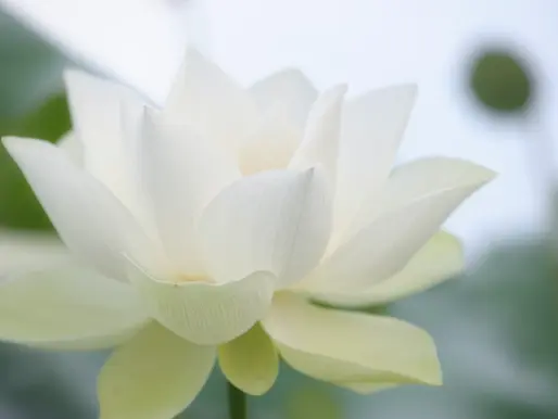 Exploring the Principles of Holistic Nutrition for a Healthier Lifestyle