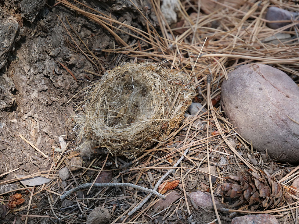 20250711_GentryLookOut_Nest.JPG