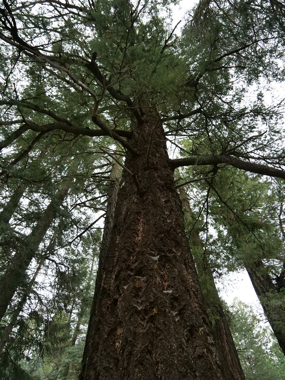 20230820_MtGraham_HospitalFlat_Trees_E.JPG