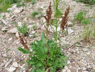 Wild Rhubarb Canaigre Dock Rumex hymenosepalus stalks leaves Arizona desert foraging guide AZ Places