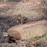 Chipmunk