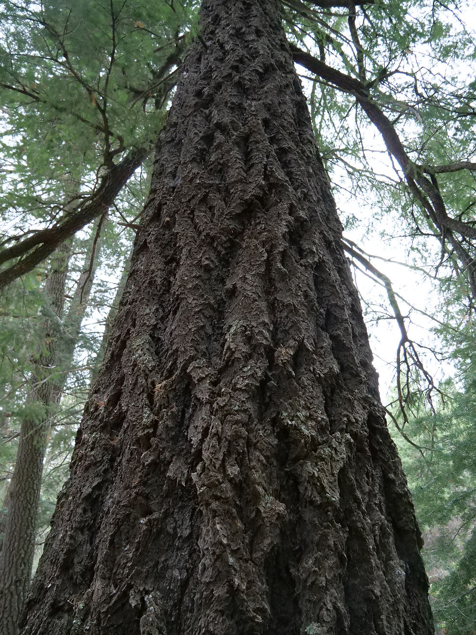 20230820_MtGraham_HospitalFlat_Trees_H.JPG